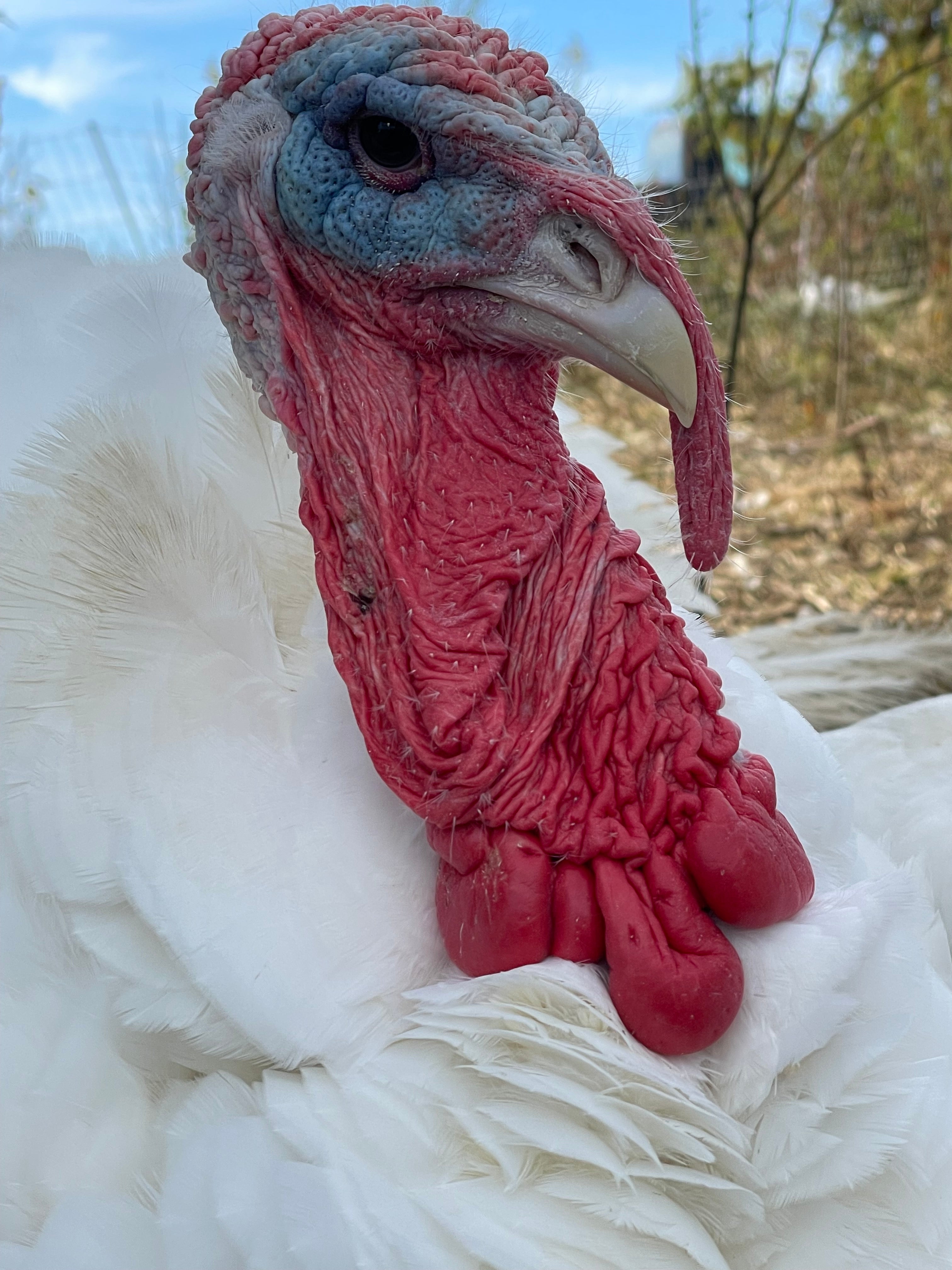 Why Pasture Raised Turkeys are Better