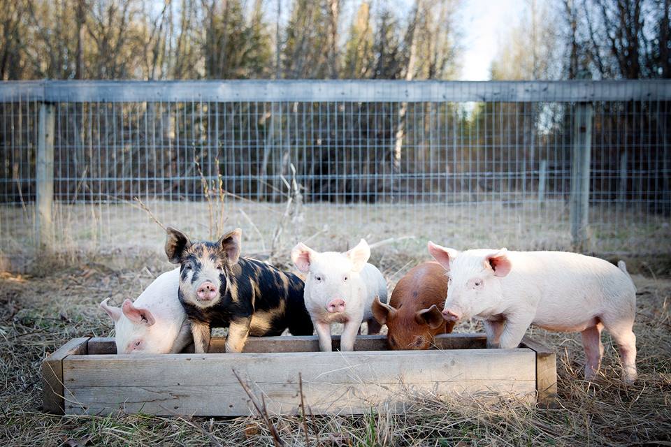 Five of our forest raised pigs at a trough.