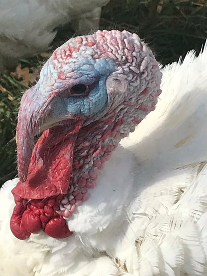 Whole Turkey